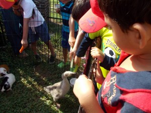 Petting Zoo Visit        